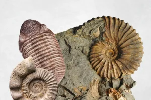 Evolution and inheritance
