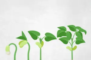 Plants