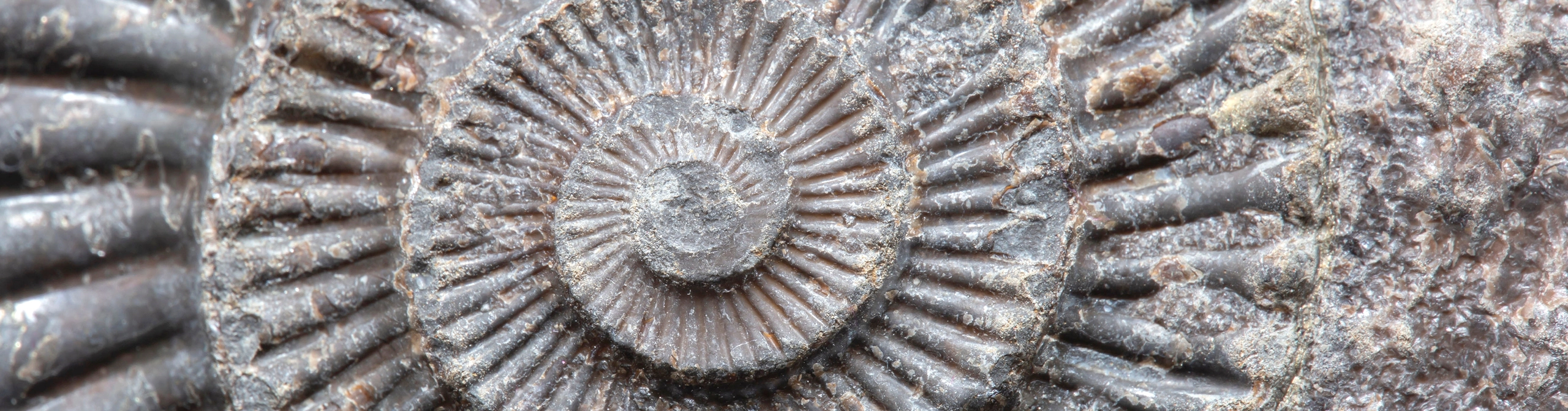Ammonite — Cornerstones curriculum project