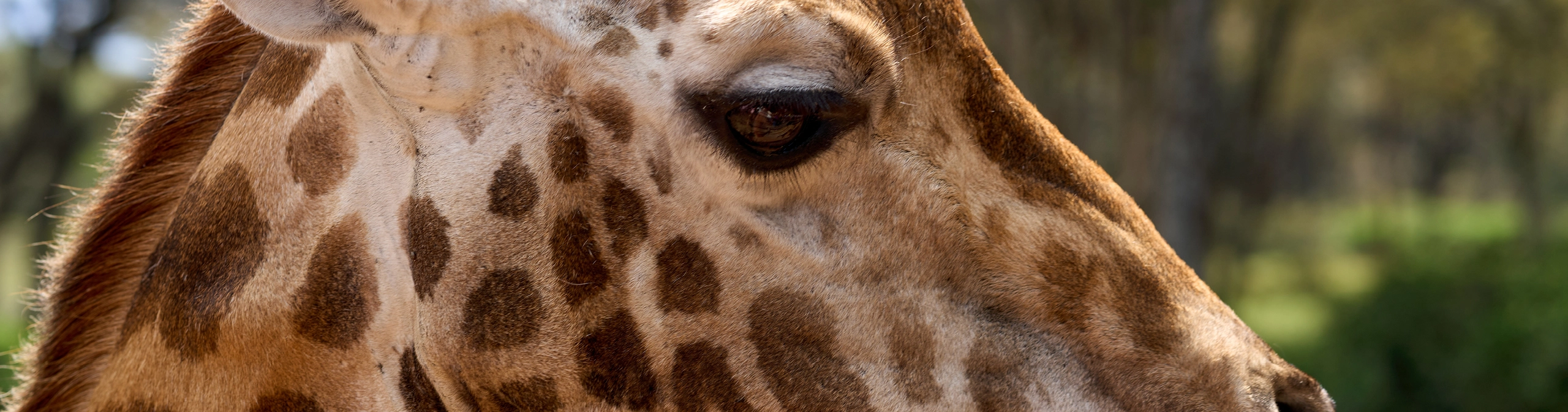 Animal — Cornerstones curriculum project