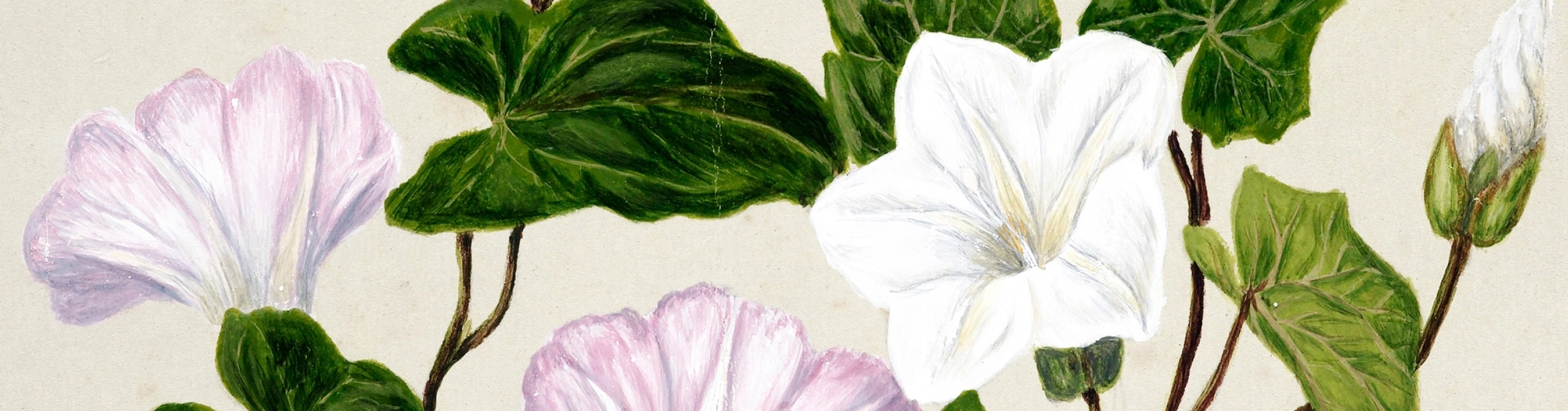 Beautiful Botanicals — Cornerstones curriculum project