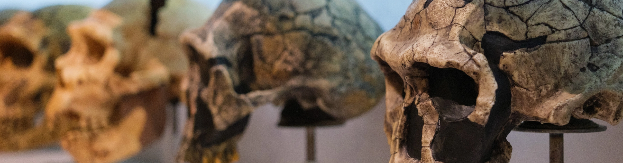 Evolution and Inheritance — Cornerstones curriculum project