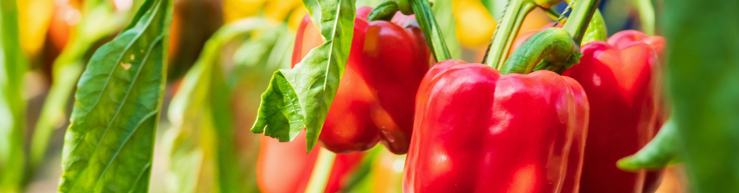 Food for Life — Cornerstones curriculum project