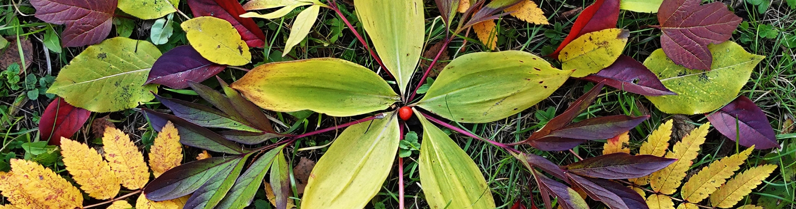 Nature’s Art — Cornerstones curriculum project