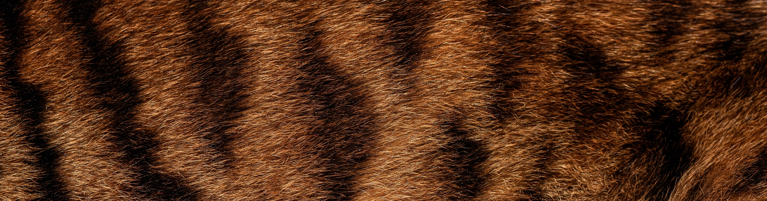 Paws, Claws and Whiskers — Cornerstones curriculum project