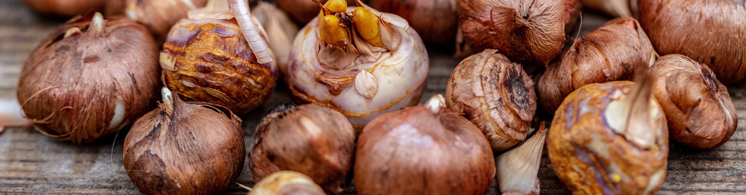 Plant Survival — Cornerstones curriculum project
