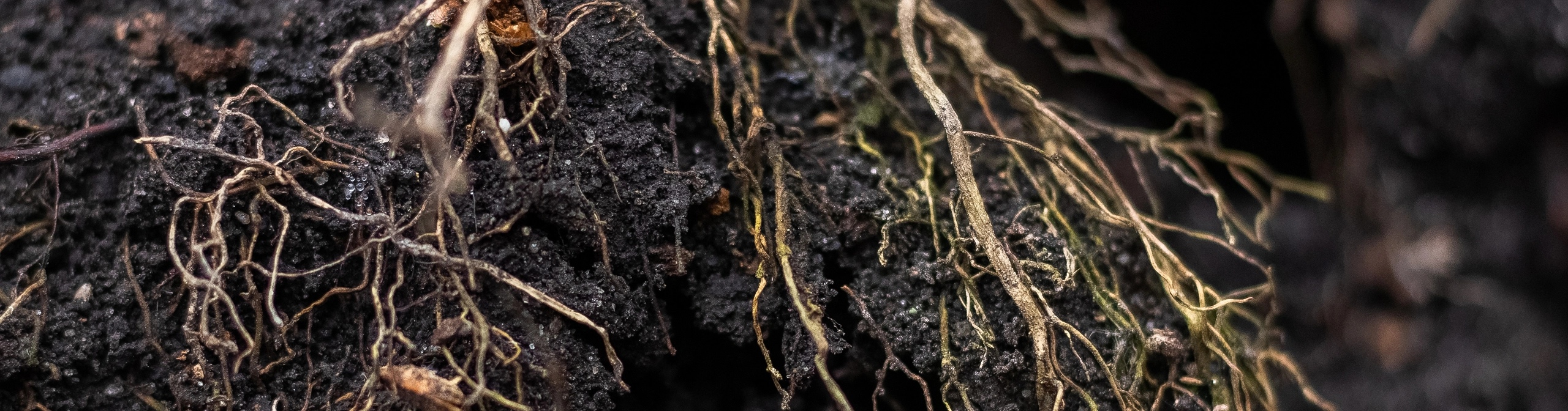 Plant Parts — Cornerstones curriculum project