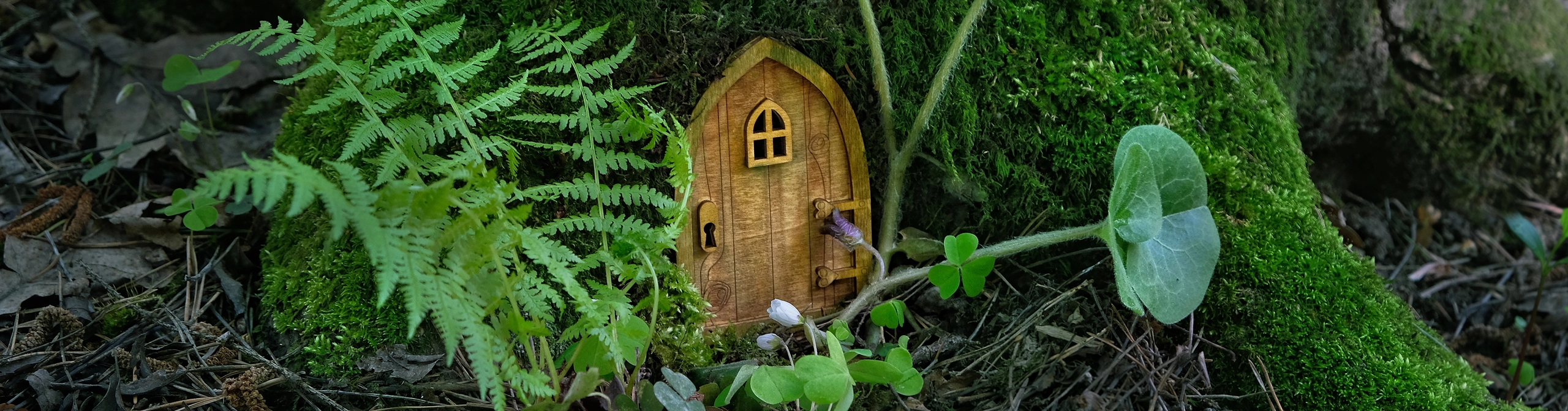 The Enchanted Woodland — Cornerstones curriculum project