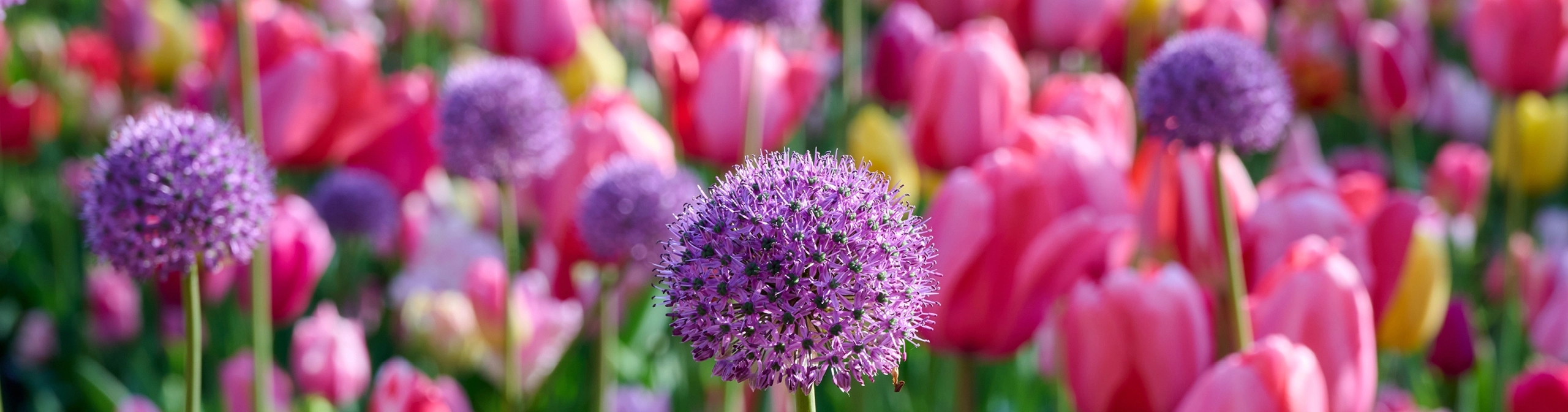 The Scented Garden — Cornerstones curriculum project