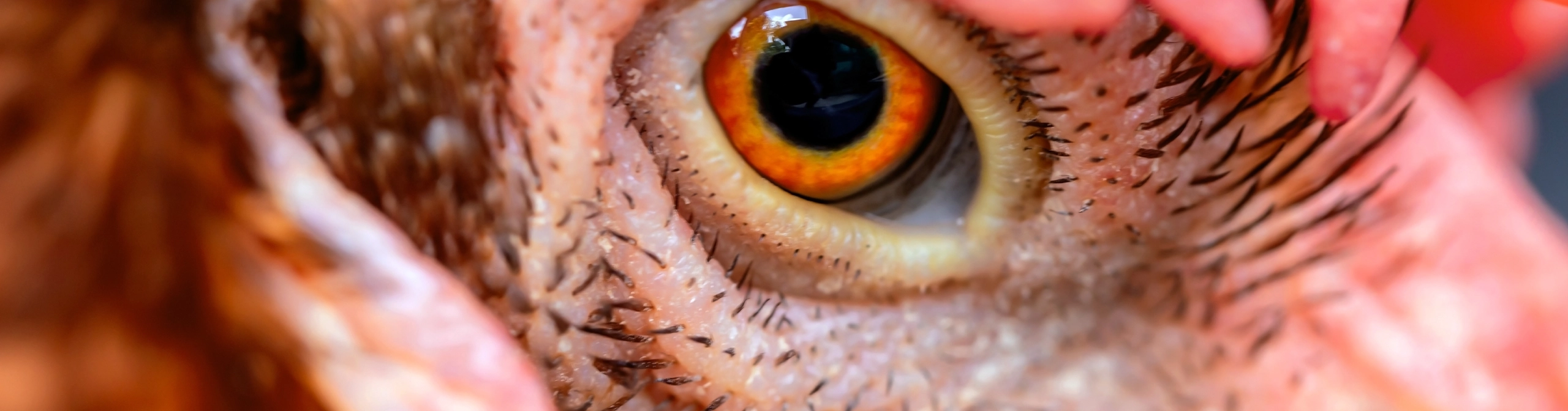 Animals, including humans (KS1 – KS2)