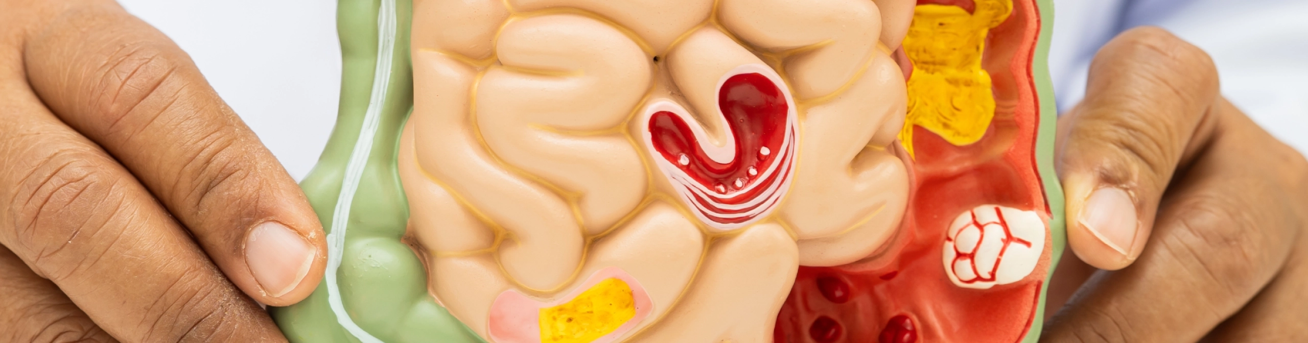 The digestive system (KS2)