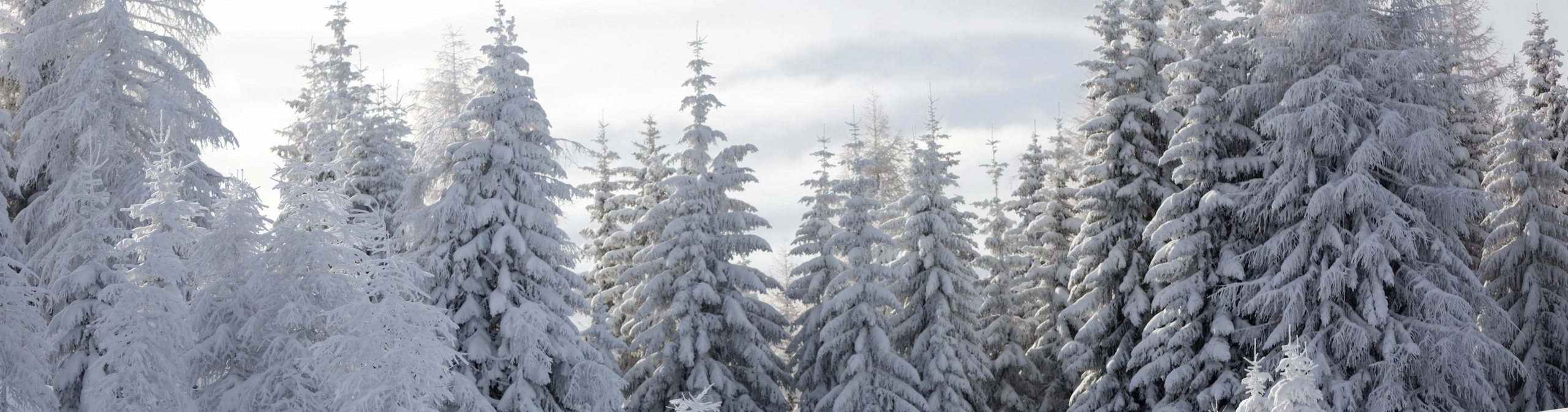 Winter Wonderland